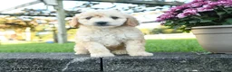 Mini Goldendoodle dogs for sale: Rowena - Ad 4