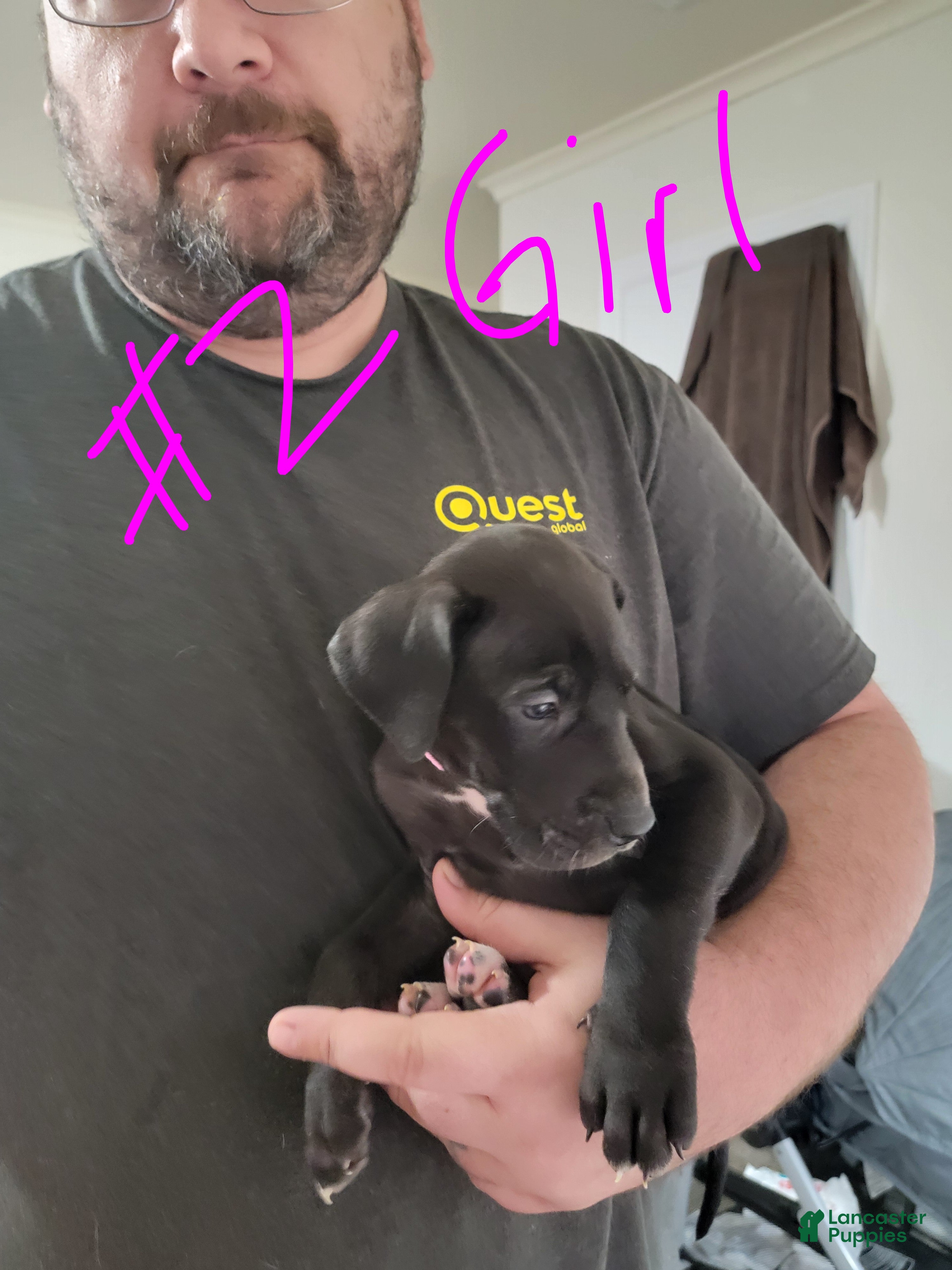 Great Dane dogs Great Dane Puppy 6 - Ad 18