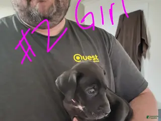 Great Dane dogs Great Dane Puppy 6 - Ad 18