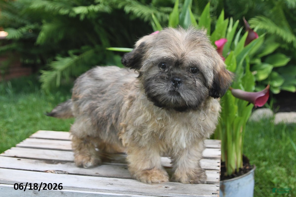 Teddy Bear dogs Carter - Ad 2
