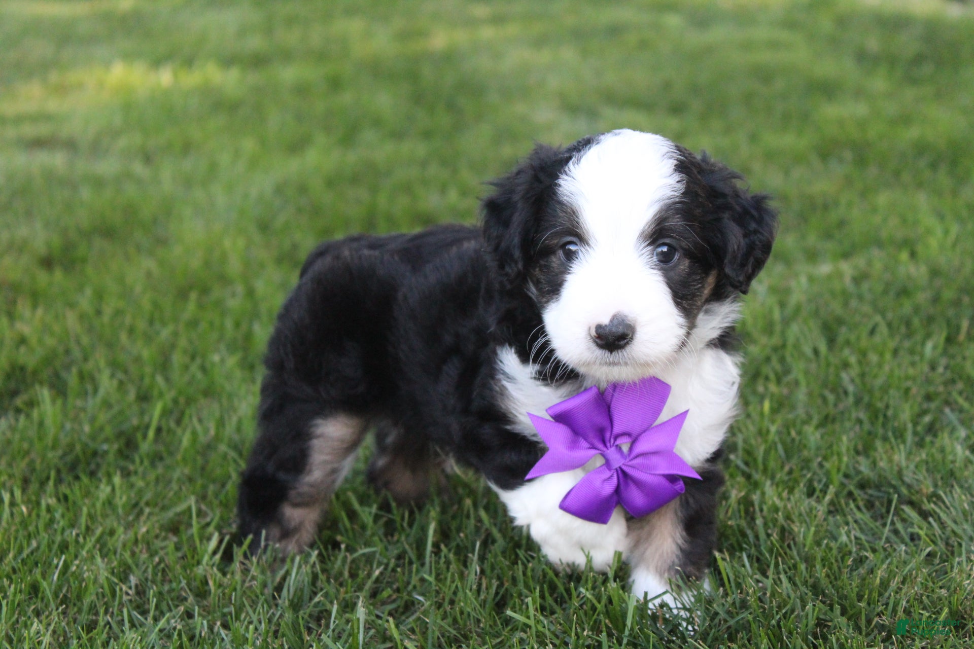 Mini Aussiedoodle dogs Kenny 💎 - Ad 1