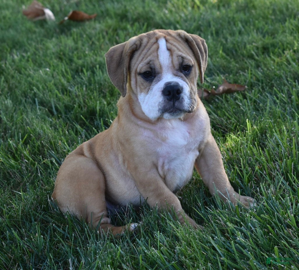 Beabull dogs Molly  - Ad 1