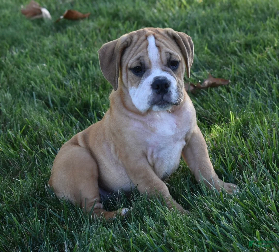 Beabull dogs for sale: Molly  - Ad 1