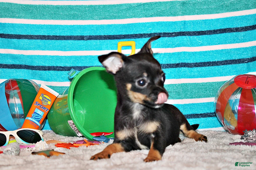 Chihuahua dogs for sale: Nero - Ad 2