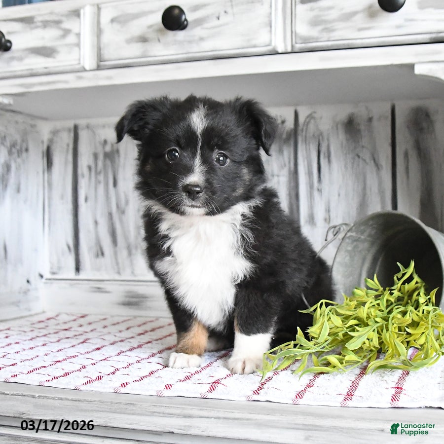 Miniature Australian Shepherd dogs Ebony - Ad 2