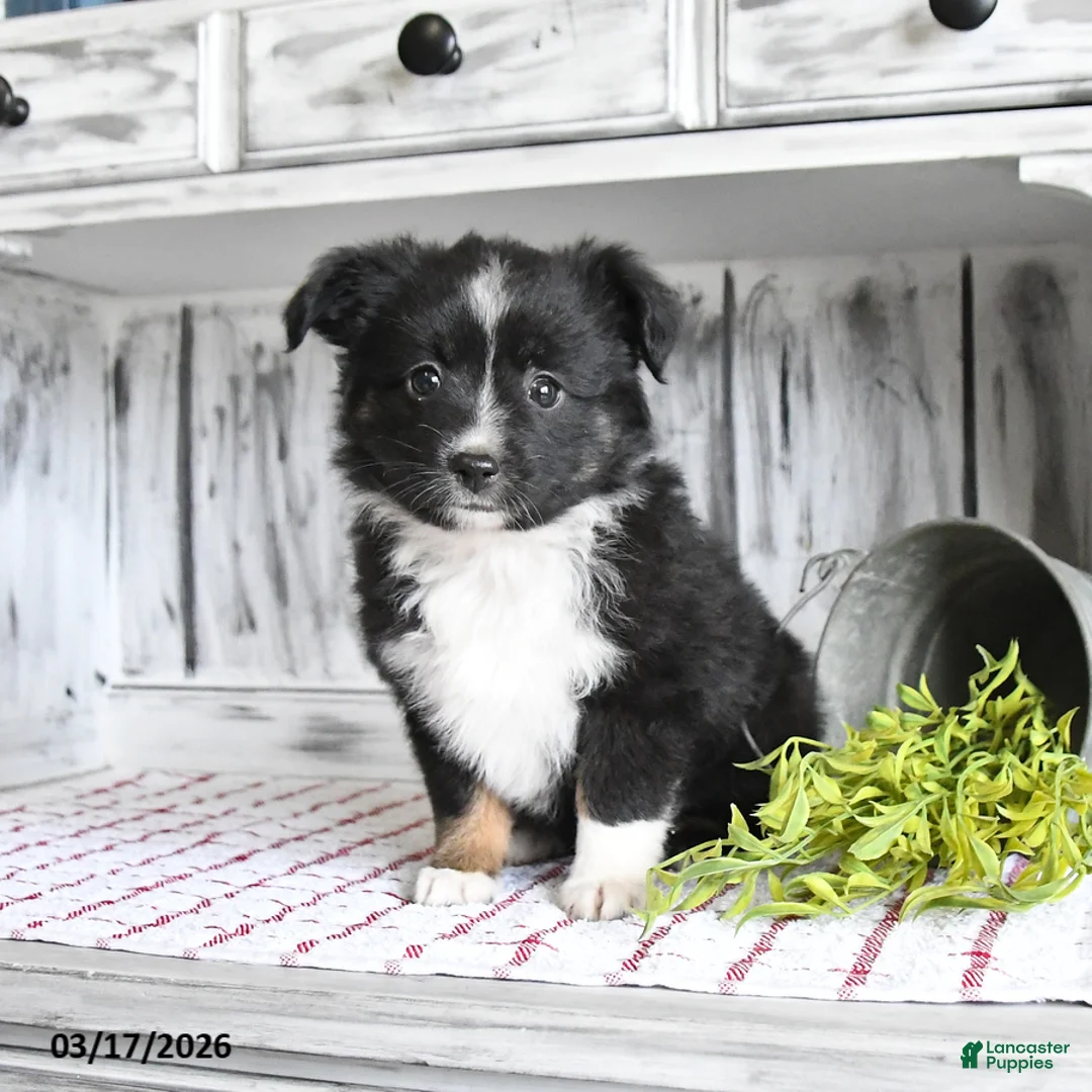 Miniature Australian Shepherd dogs for sale: Ebony - Ad 2