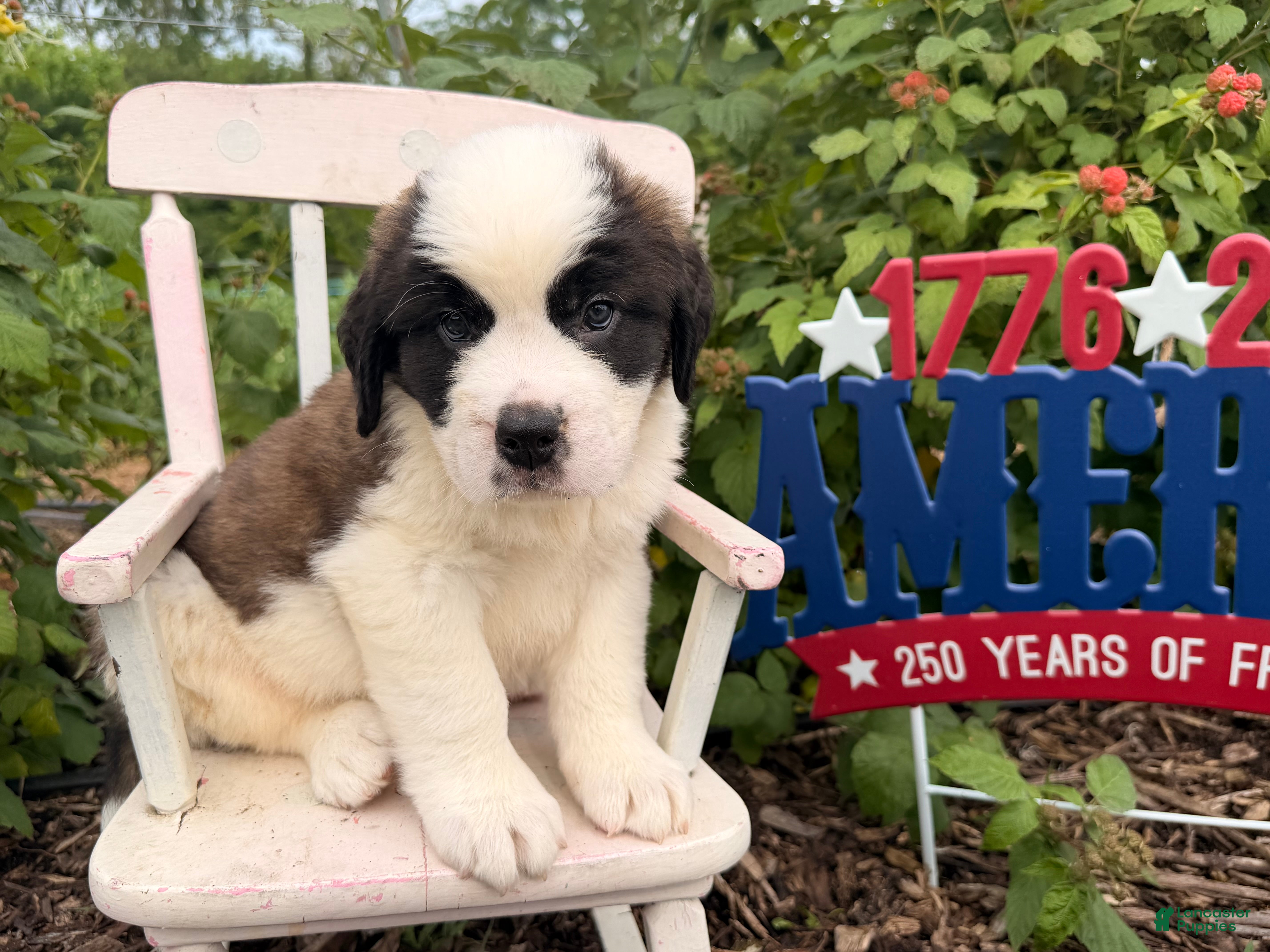 Saint Bernard dogs Baxter - Ad 2