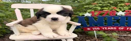Saint Bernard dogs for sale: Baxter - Ad 2