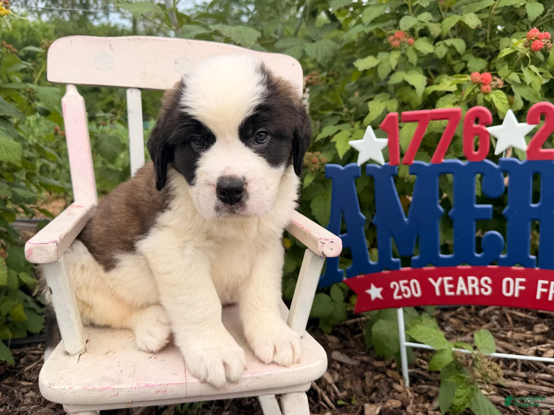 Saint Bernard dogs for sale: Baxter - Ad 2
