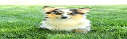 Welsh Corgi Pembroke dogs for sale: Zorro - Ad 4