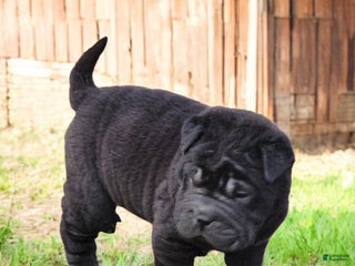 Shar Pei dogs Raven mini - Ad 28