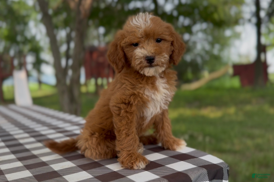 Mini Goldendoodle dogs Gouda - Ad 32