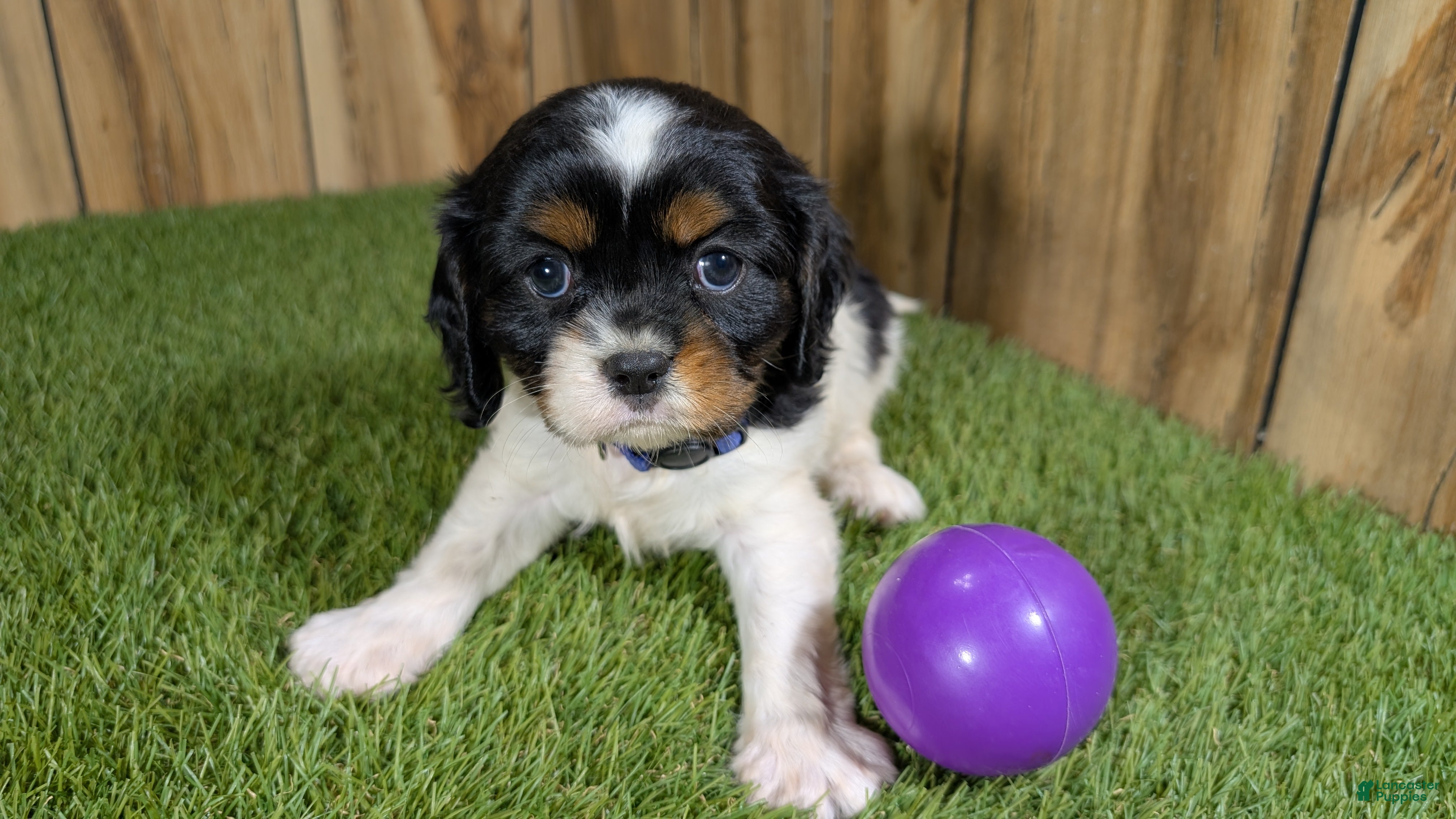 Cavalier King Charles Spaniel dogs Bessie Girl 2 - Ad 1