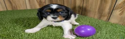 Cavalier King Charles Spaniel dogs for sale: Bessie Girl 2 - Ad 1