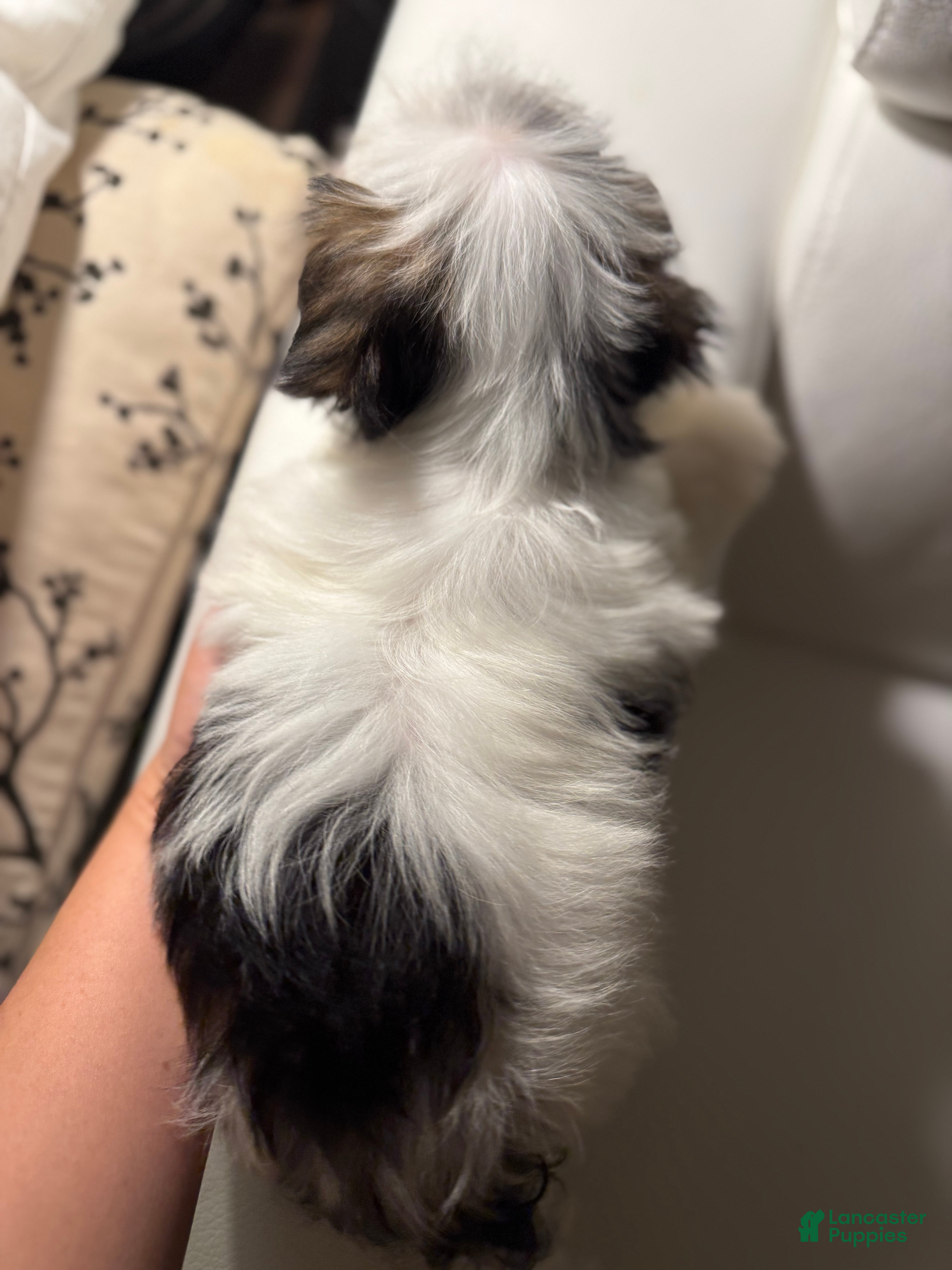 Morkie dogs Ken - Ad 12