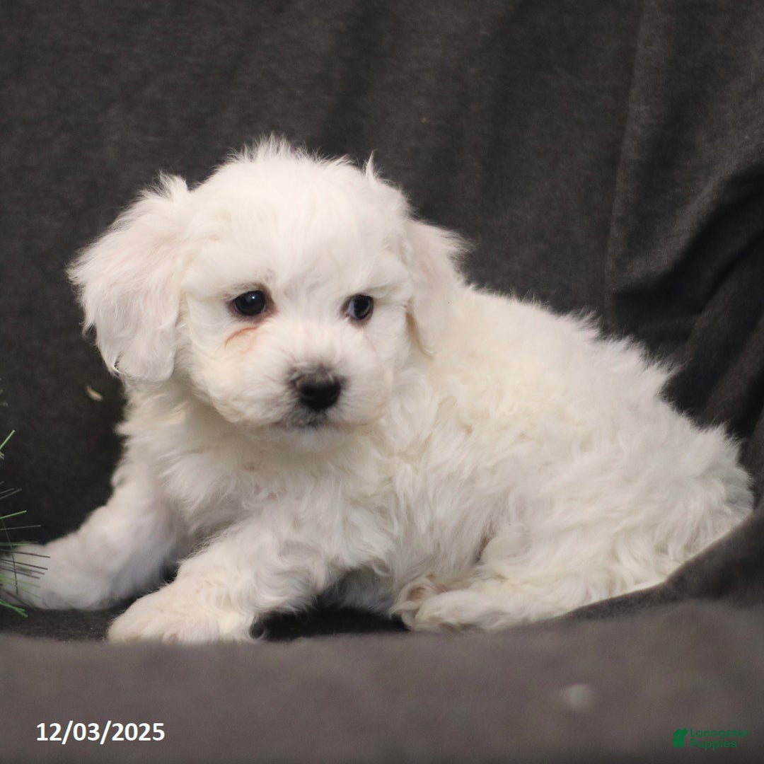 Bichon Frise dogs for sale: Jude - Ad 4