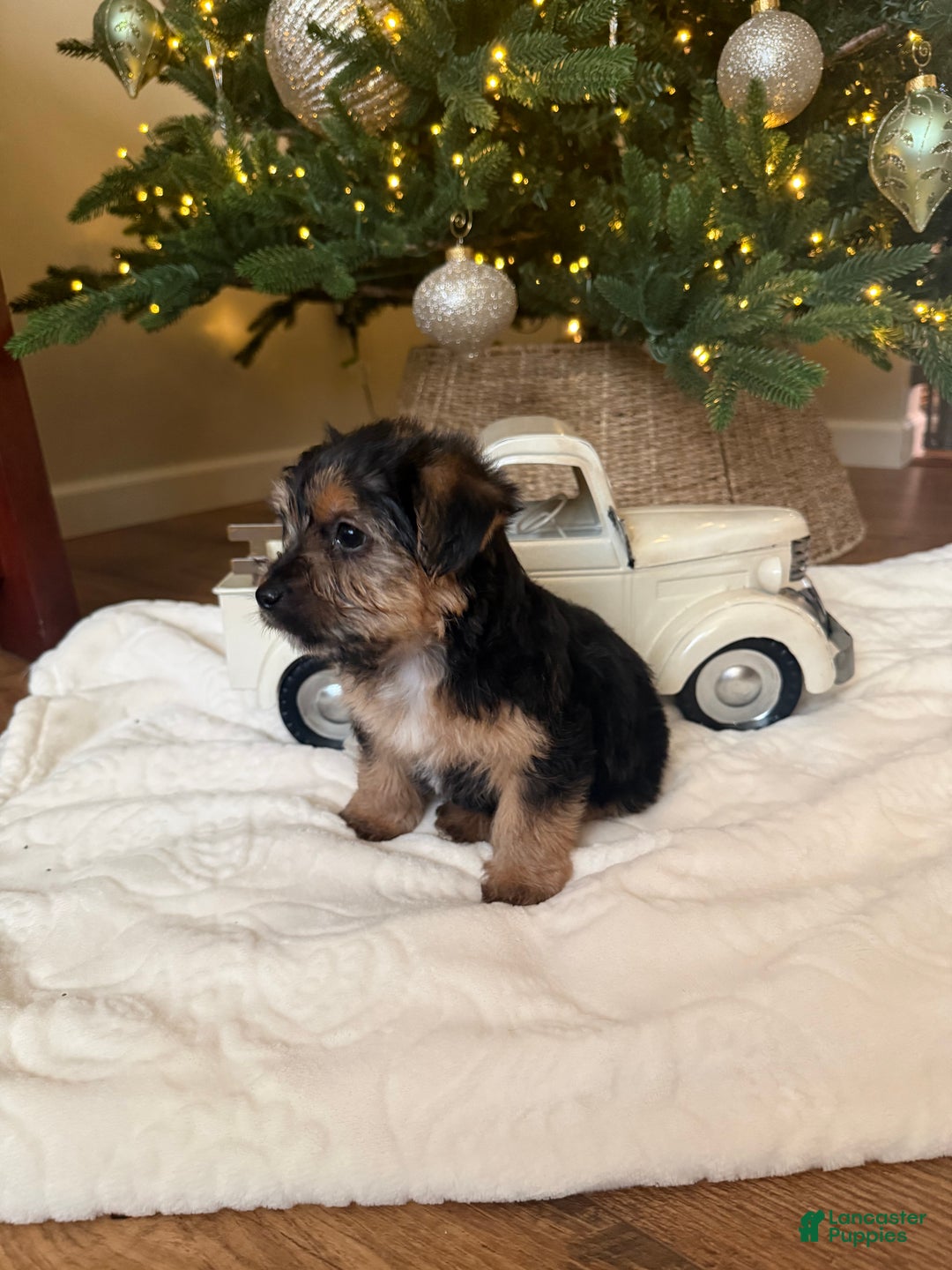 Mixed Breed dogs for sale: Chuck - Ad 2