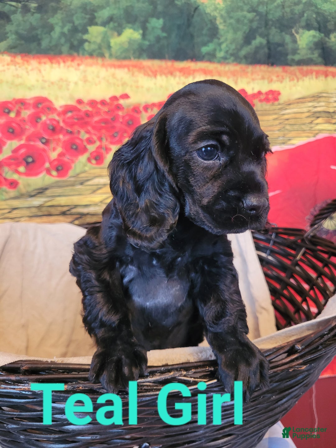 Cockapoo dogs for sale: Teal Girl  - Ad 5