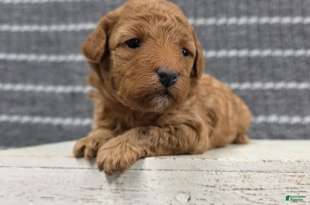 Miniature Poodle dogs for sale: Willow - Ad 1