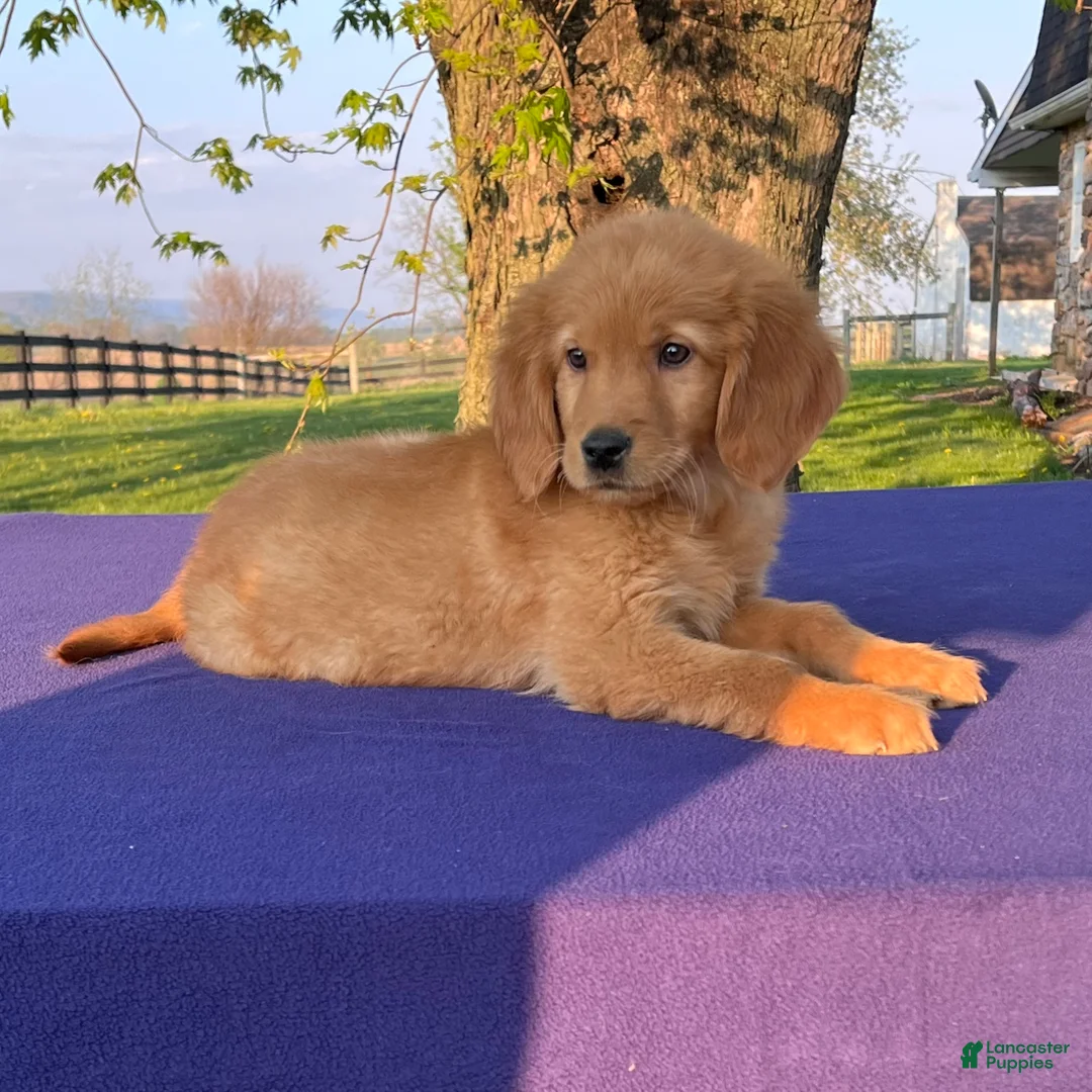 Golden Retriever dogs for sale: Markus - Ad 4