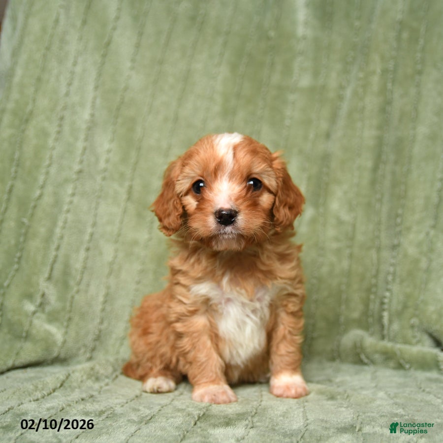 Cavapoo dogs Buster - Ad 25