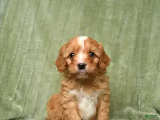 Cavapoo dogs Buster - Ad 25