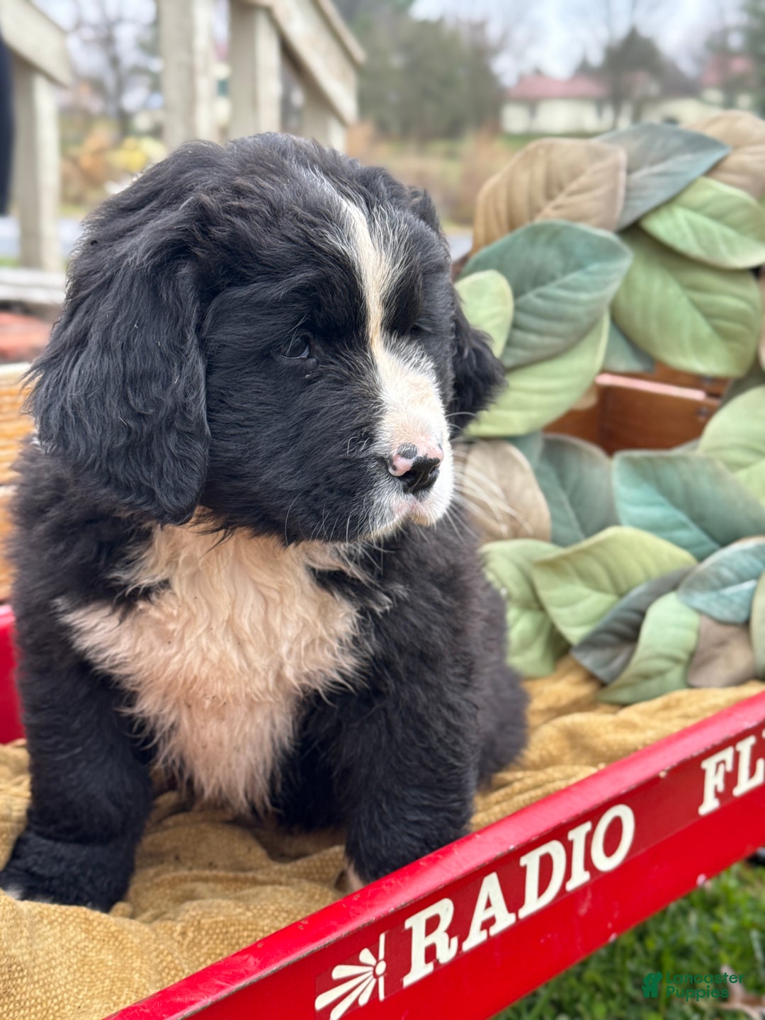 Mixed Breed dogs for sale: Wellington - Ad 3