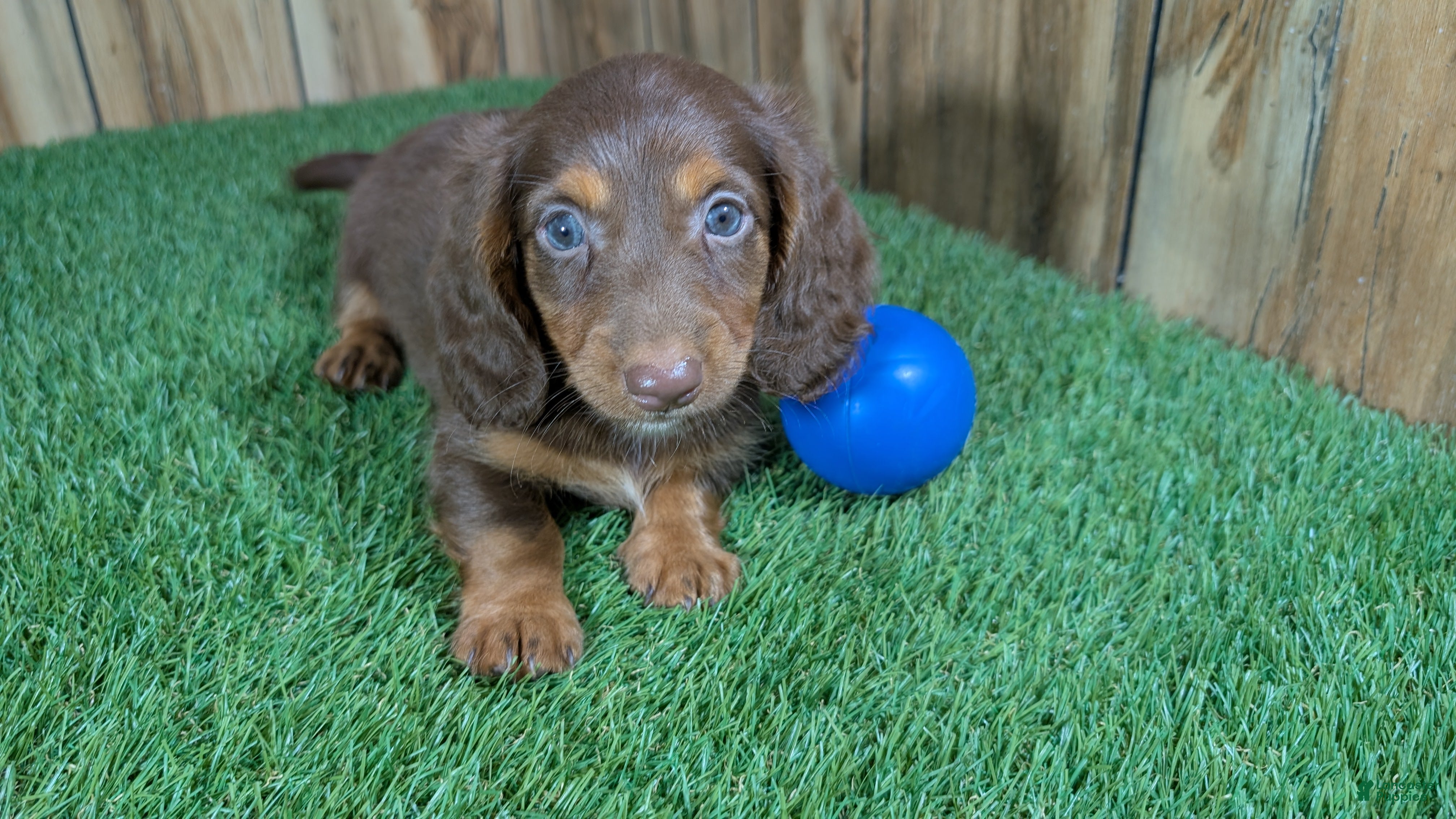 Miniature Dachshund dogs Cutie Boy 1 - Ad 2