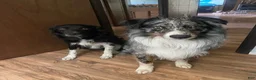 Australian Shepherd dogs for sale: Australian Shepherd 7 - Ad 5