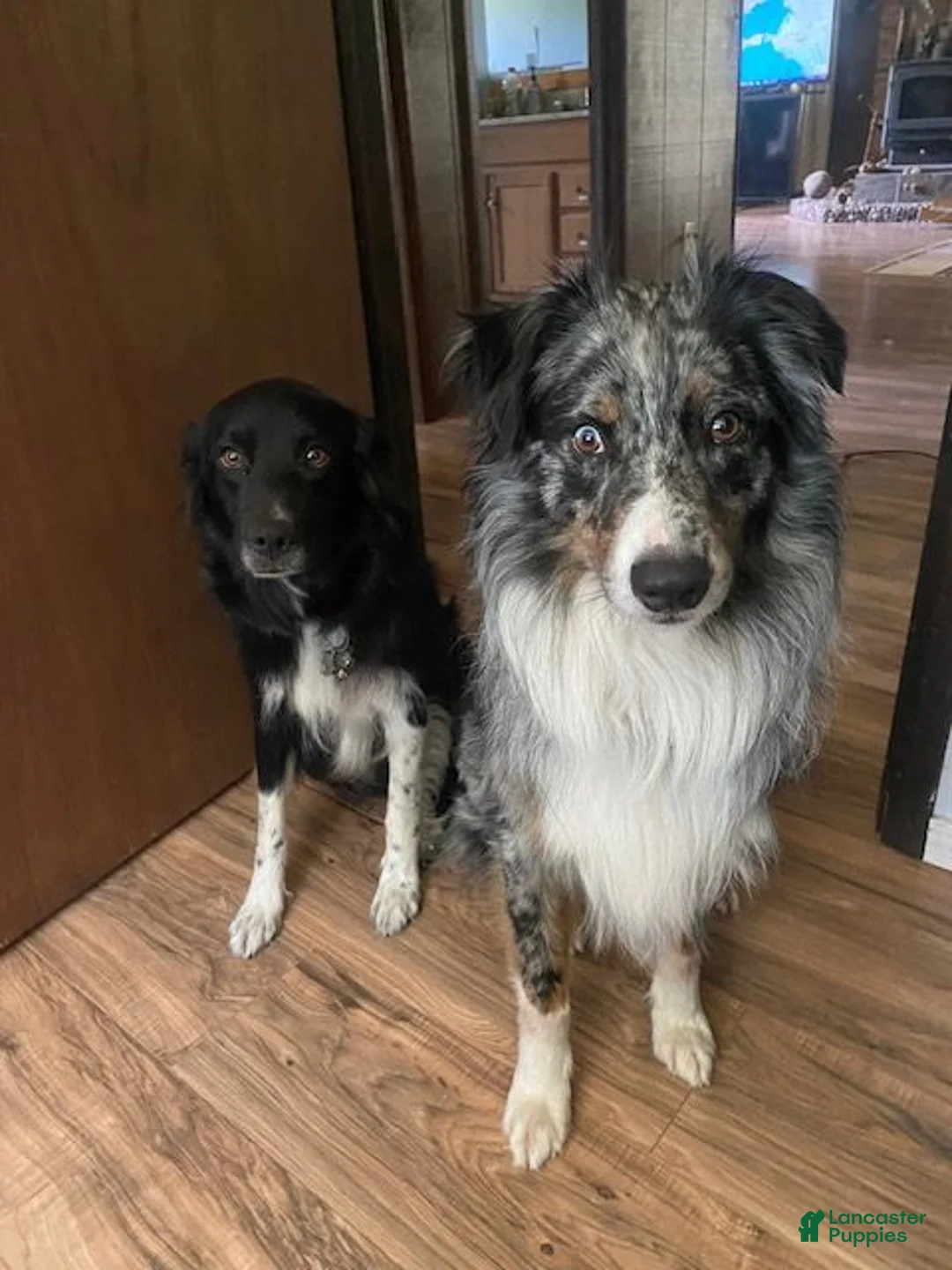 Australian Shepherd dogs for sale: Australian Shepherd 3 - Ad 2