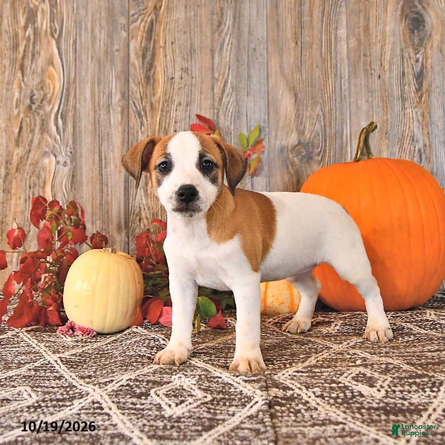 Jack Russell Terrier dogs for sale: Frances - Ad 1