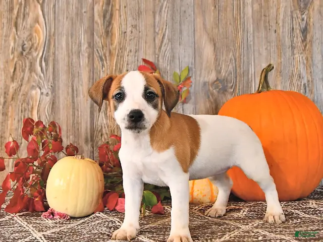 Jack Russell Terrier dogs for sale: Frances - Ad 1