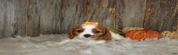 Cavalier King Charles Spaniel dogs for sale: Regina - Ad 3