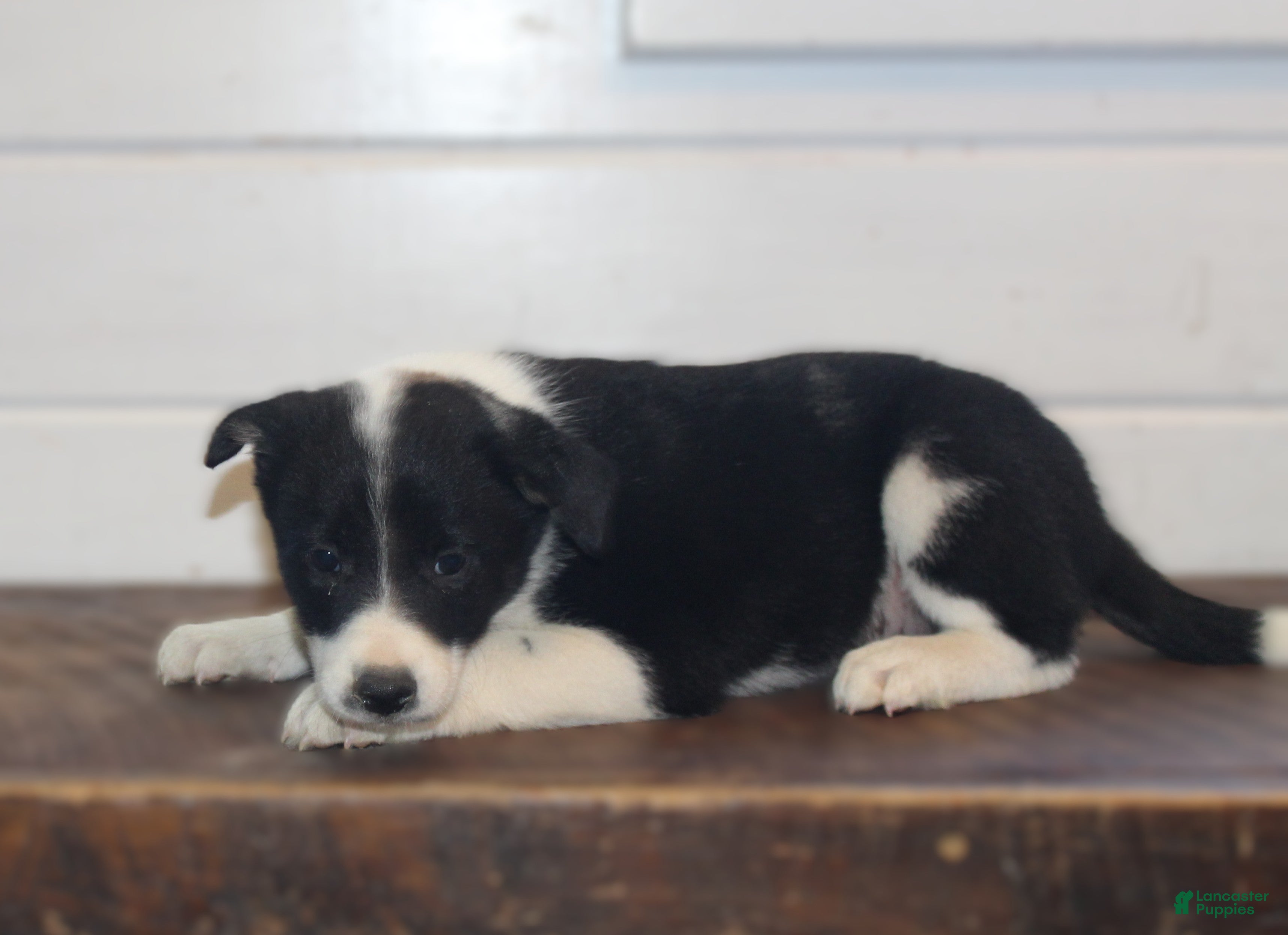 Border Collie dogs Polly - Ad 2