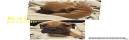 Bullmastiff dogs for sale: Bullmastiff Puppy 10 - Ad 1