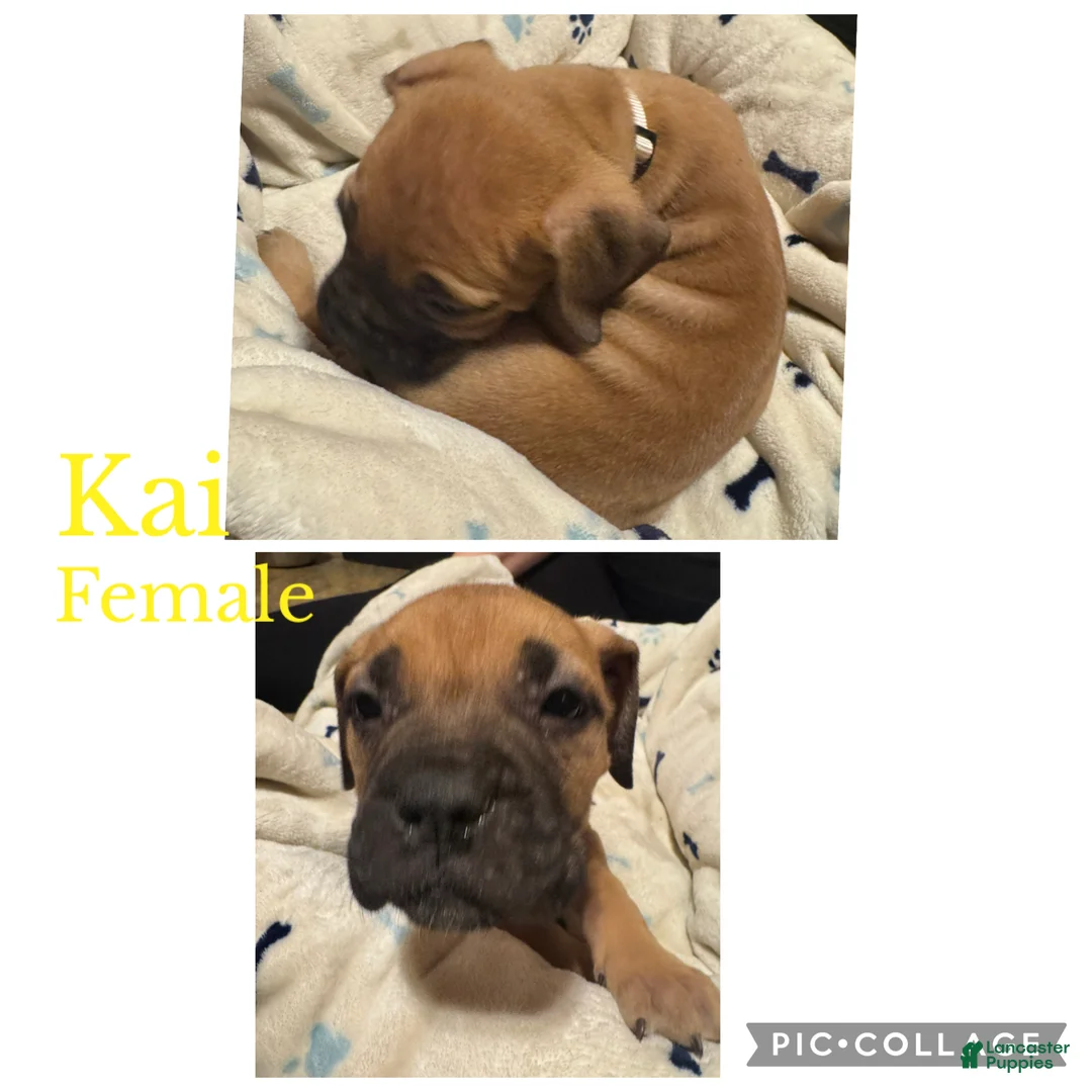 Bullmastiff dogs for sale: Bullmastiff Puppy 10 - Ad 1