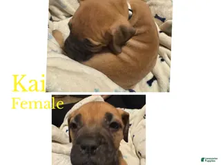 Bullmastiff dogs Bullmastiff Puppy 10 - Ad 3