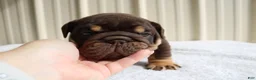 English Bulldog dogs for sale: Bucky - Ad 5