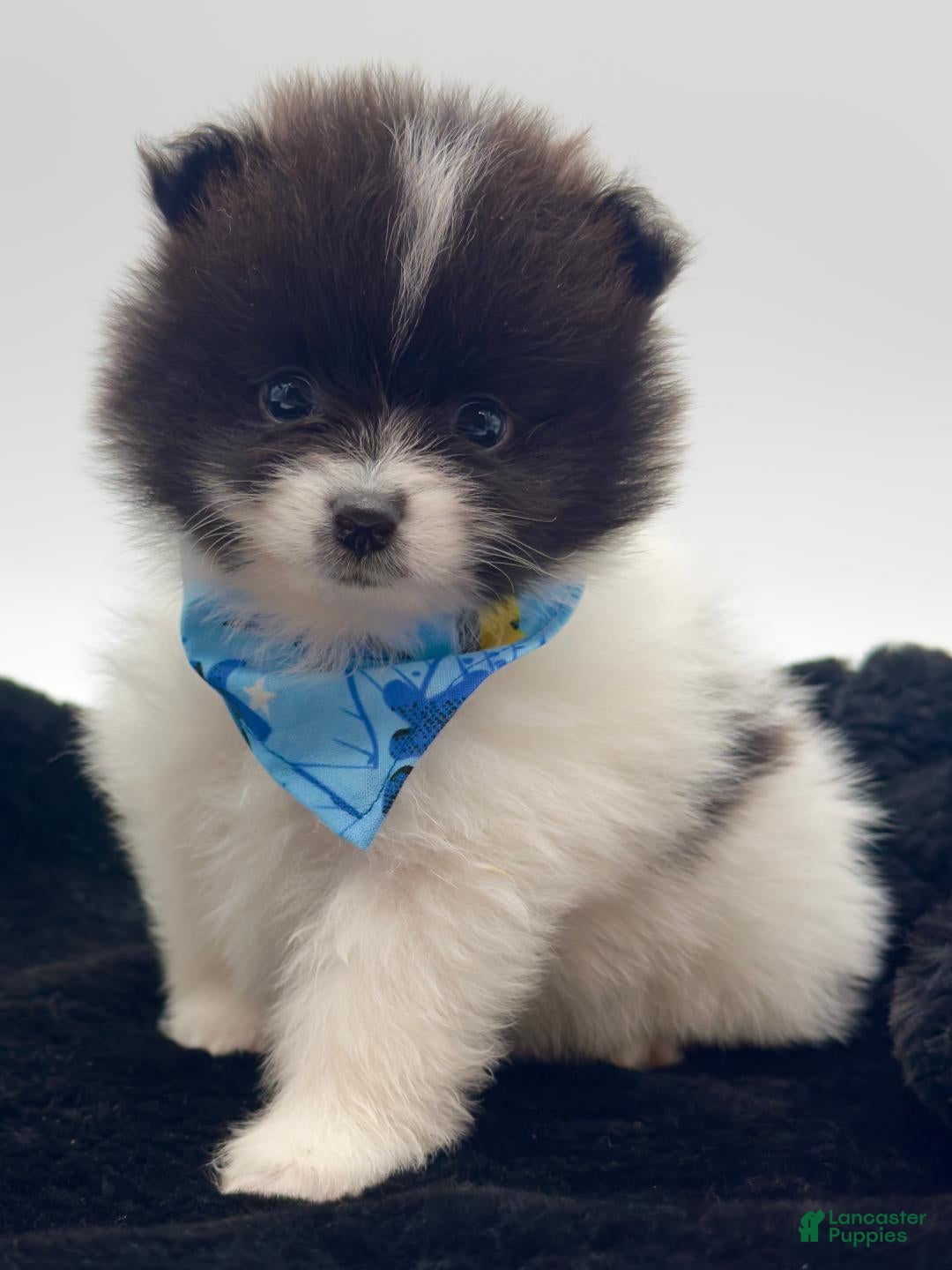 Pomeranian dogs AKC Clark - Ad 14