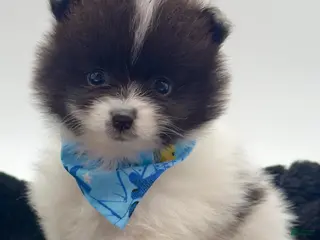 Pomeranian dogs AKC Clark - Ad 14