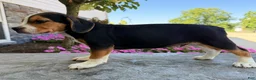 Beabull dogs for sale: Toby - Ad 7