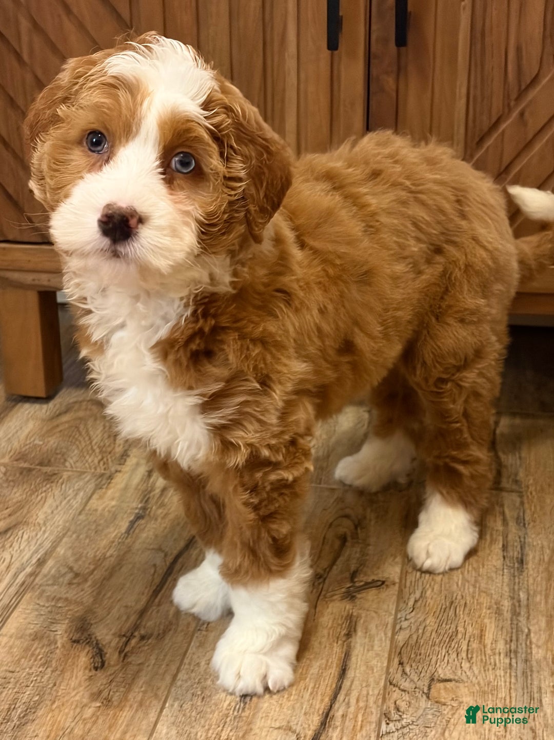 Mini Bernedoodle dogs for sale: 💗 IN BOSTON MASSACHUSETTS AREA 💗 RED AND WHITE GIRL WITH ONE BLUE EYE 💗 MINI BERNEDOODLE 💗 - Ad 6