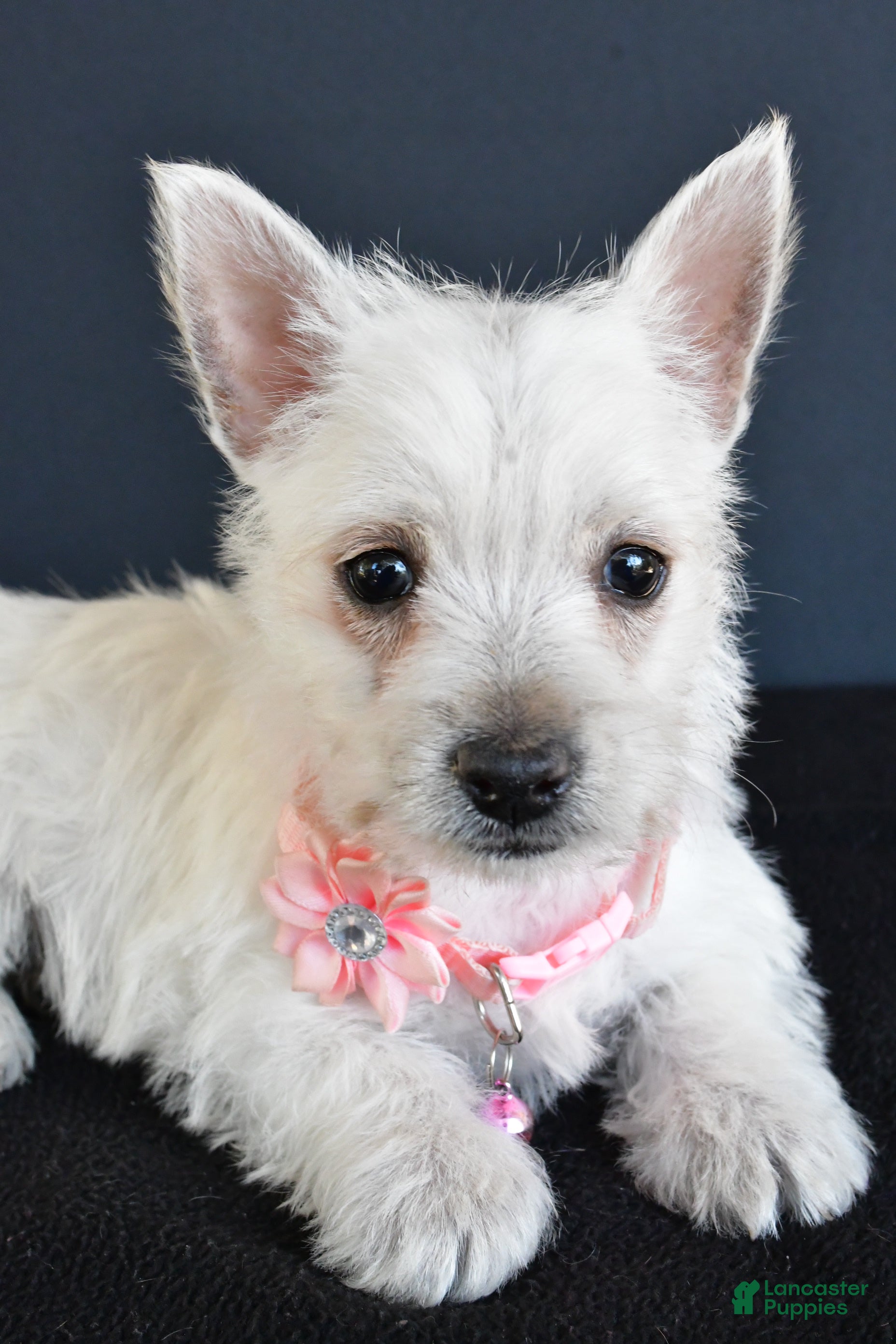 Scottish Terrier Westie Puppies For Sale Near Me White West