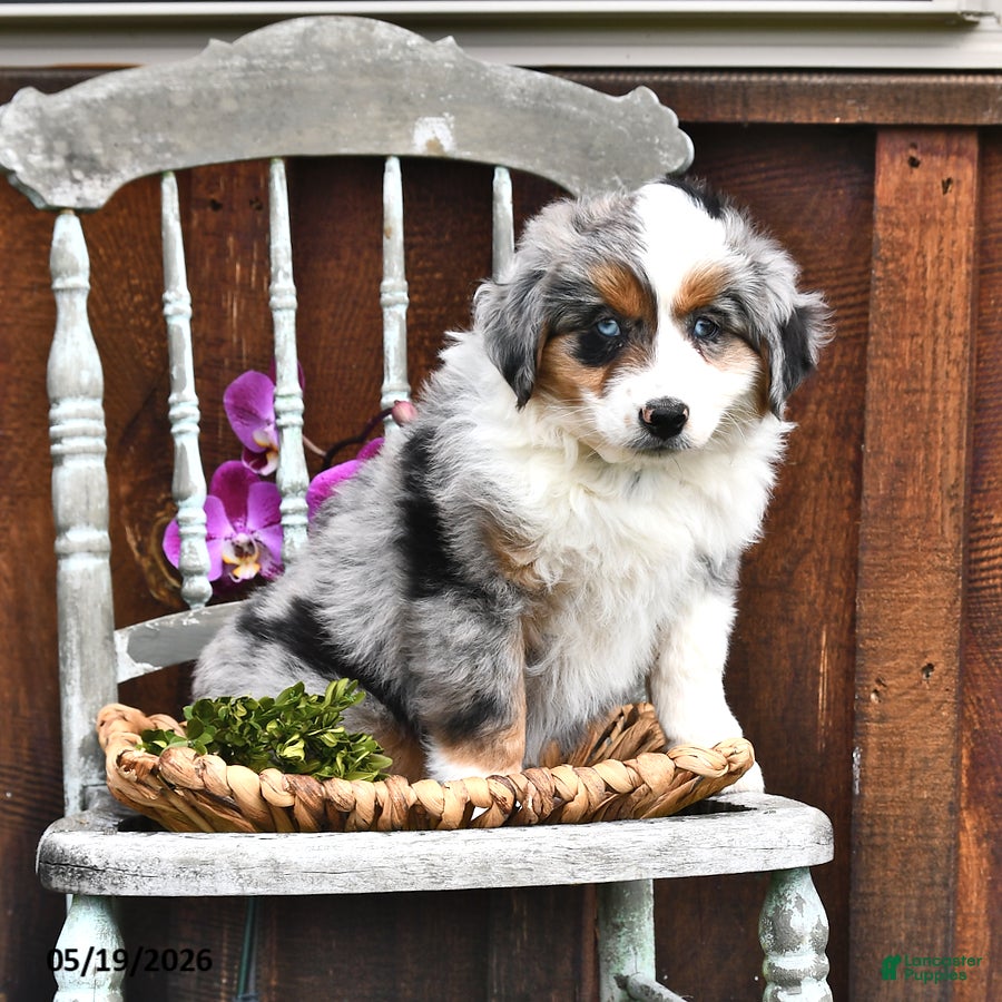 Australian Shepherd dogs Zeb   - Ad 2
