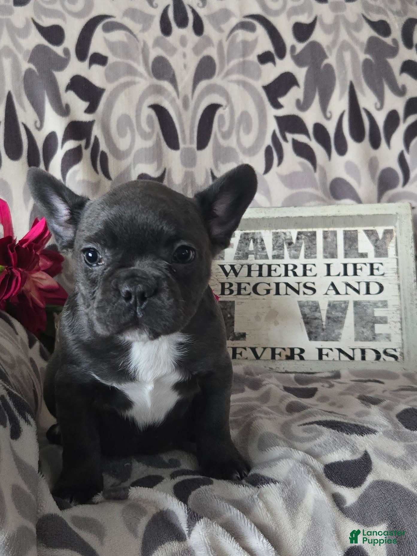 Frenchton dogs Violet - Ad 2