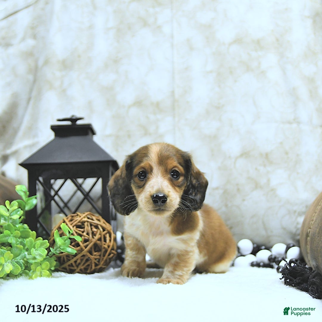 Miniature Dachshund dogs for sale: Aspen - Ad 17