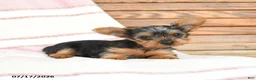 Yorkshire Terrier dogs for sale: Quanda - Ad 3