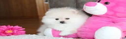 Pomeranian dogs for sale: Tiana - Ad 8