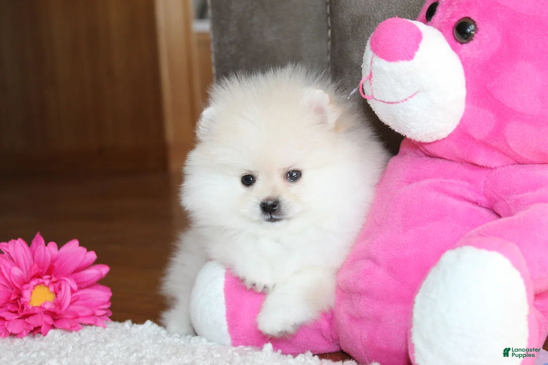 Pomeranian dogs for sale: Tiana - Ad 8