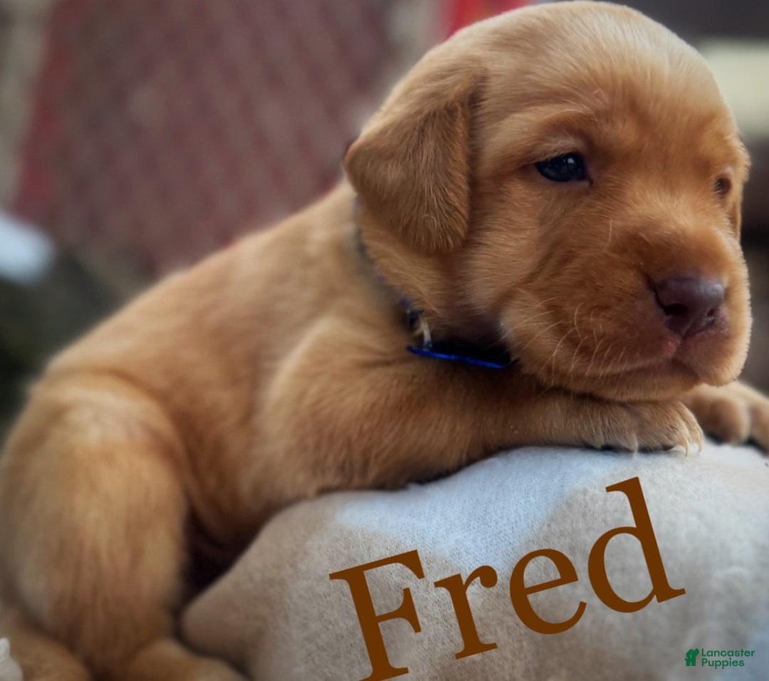 Labrador Retriever dogs for sale: Labrador Retriever Puppy 1 - Ad 2